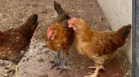 8 Misri Golden Chicks for SALE