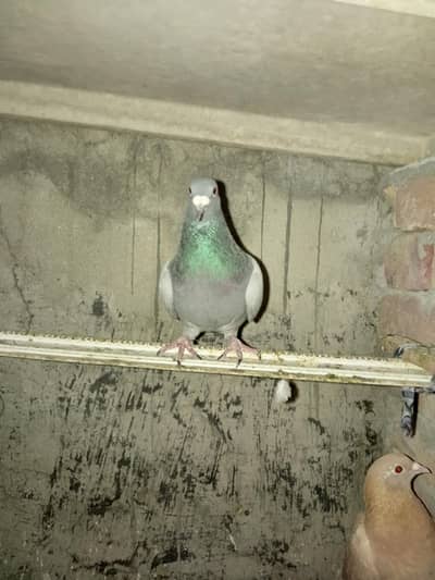 breeder pair for sal