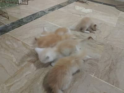 kitten 2.5 months healthy and active and litter tra