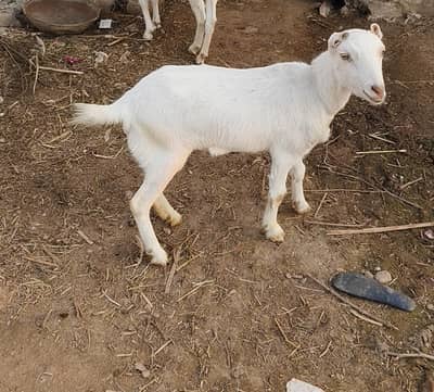 tedi breeder female for sale fresh cross