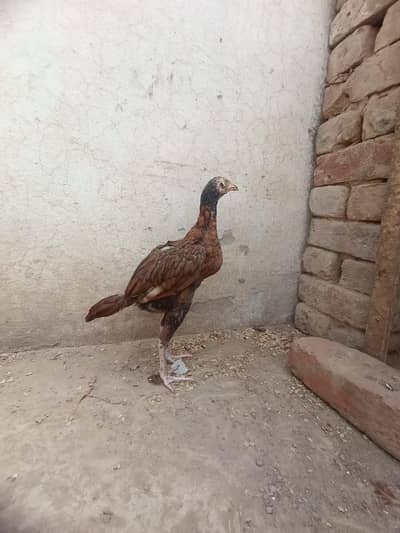 Mianwali aseel pathi urgent for sale contact on WhatsApp only