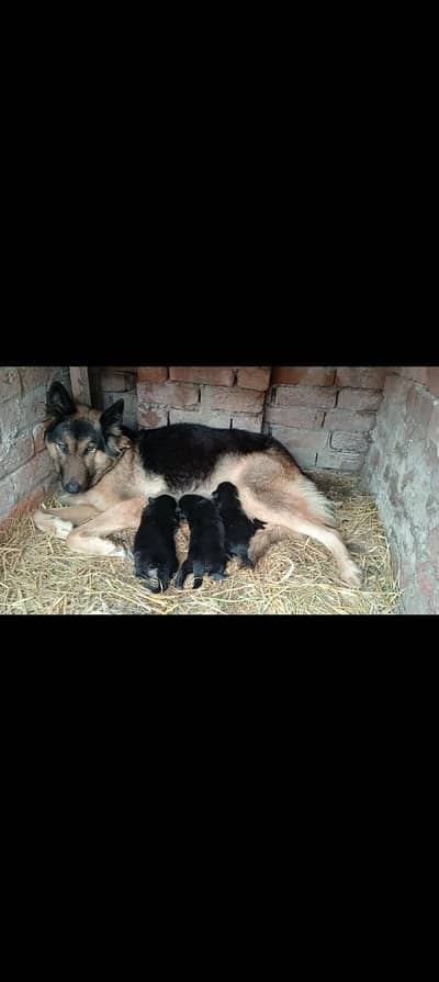German shepherd puppies for sale