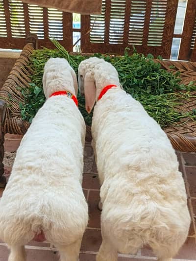 pure white balhy jora