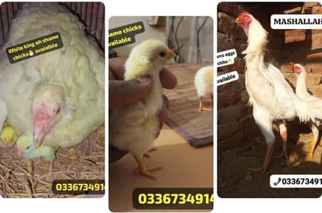 Aseel/ White Shamo chiks available. . . special eid offer. . . 03367349141