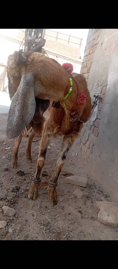 Lal pori cross ma ha 1 letar milk per day