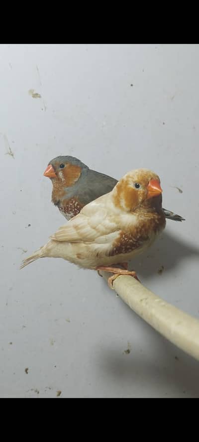 Exhibition Orange Snow Crested Finches