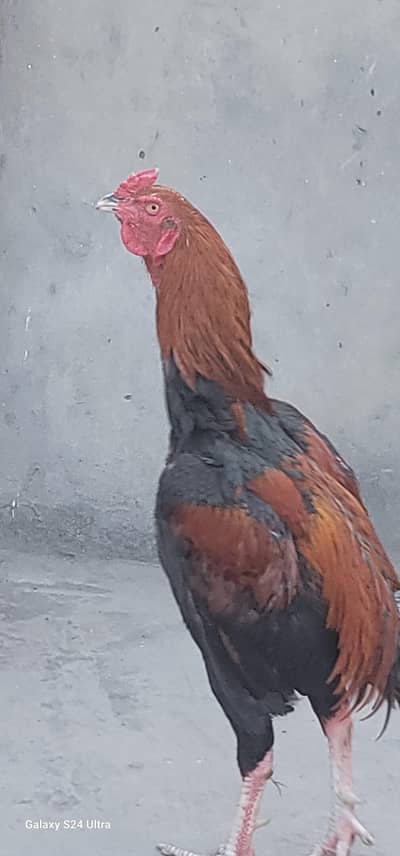 Aseel Shamo cross long neck breeder