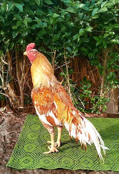 Quality peela Topla Aseel breeder Murgha (rooster) 03444859901