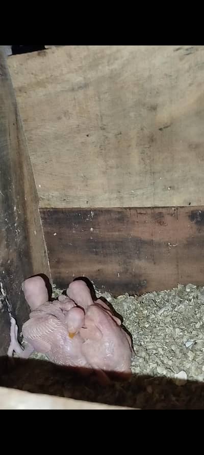 yellow Ringneck Homebreed