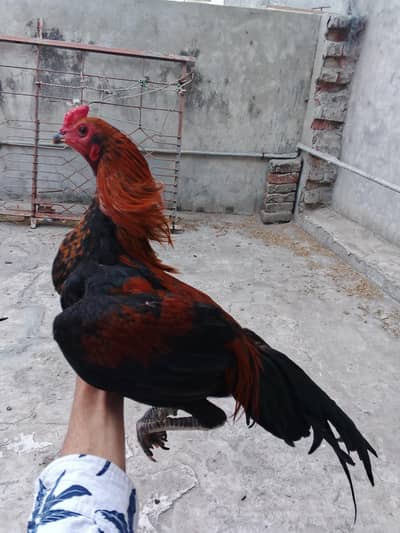 Thai Chicks & Heera Chicks