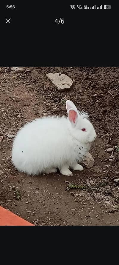 breeder Pairs available