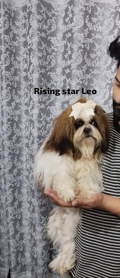 shitzu male for sale