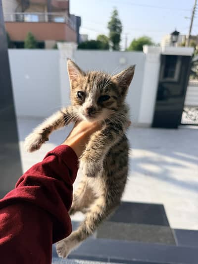 Tabby kitten