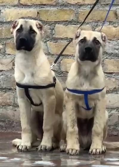 kodish kangal security dog 4 month pair for sale