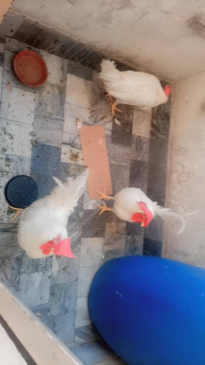 two cocks male
