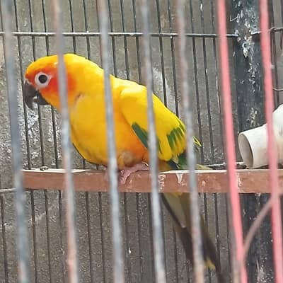 sun conure breader female