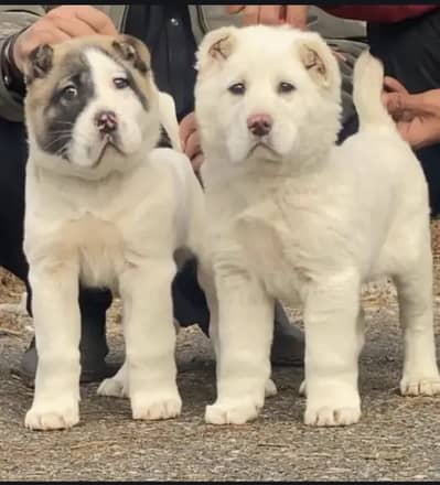 pure Alabai dabal Hadi have bone stacture security dogs for sale pair
