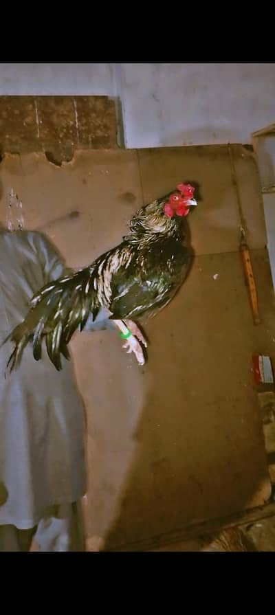 Pure Aseel Lasani Breeder Murga 03364578464