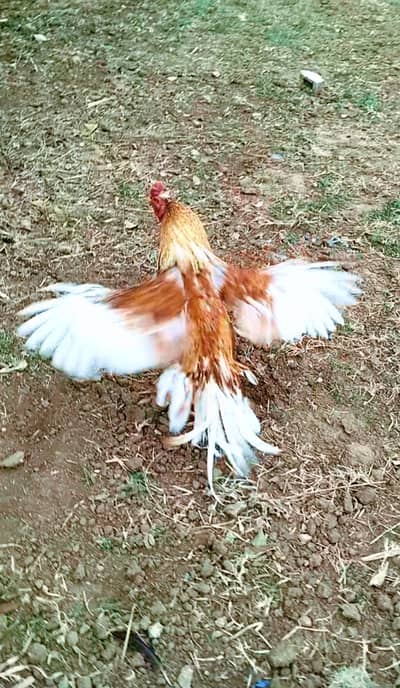 Quality peela Topla Aseel breeder Murgha (rooster) 03444859901