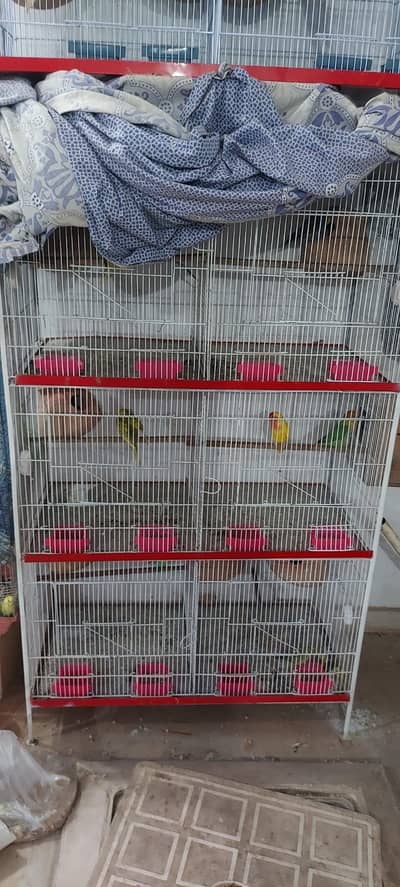 Canary finch with Bird Cage