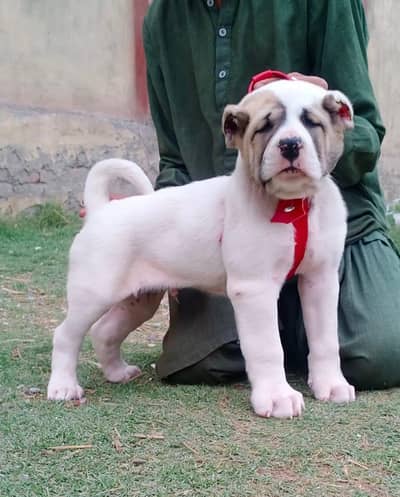 alabai security dog 2 month male for sale