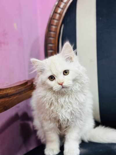 White persian cat