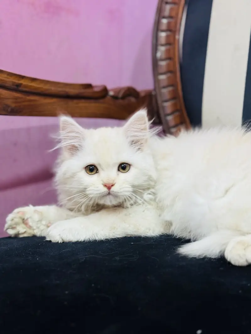 White persian cat — photo 2
