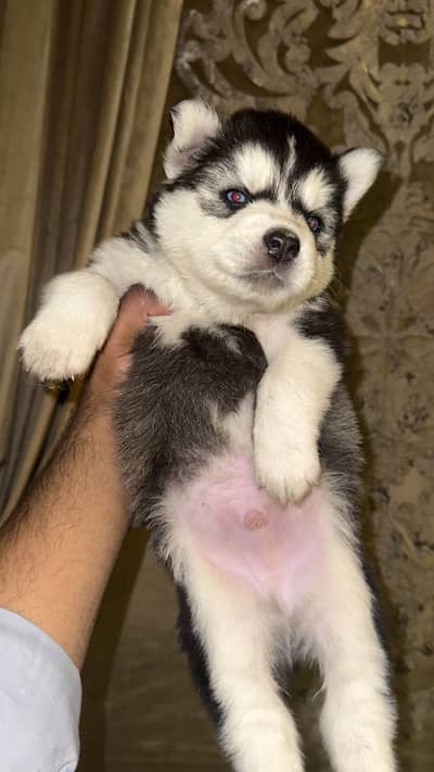 Siberian husky