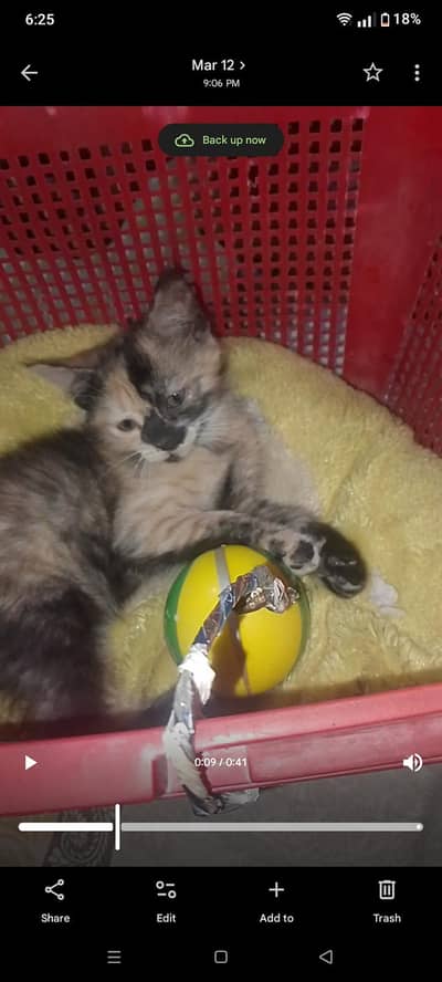 tortoiseshell cat for sale