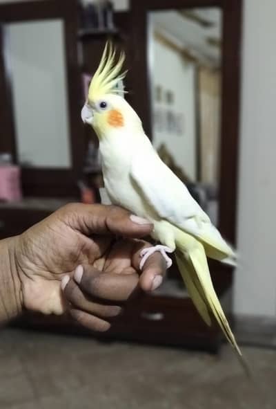 Tame Cocktail (Zero Bite) Female