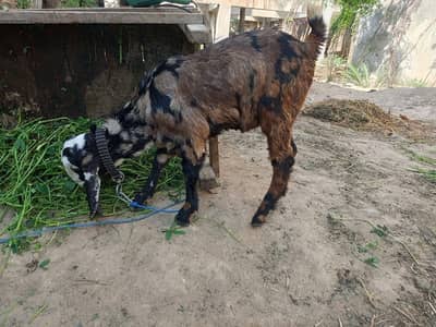 Beetle,  male female