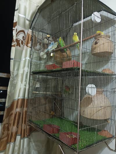 Australian Parrot & Lovebirds Complete Setup With Cage