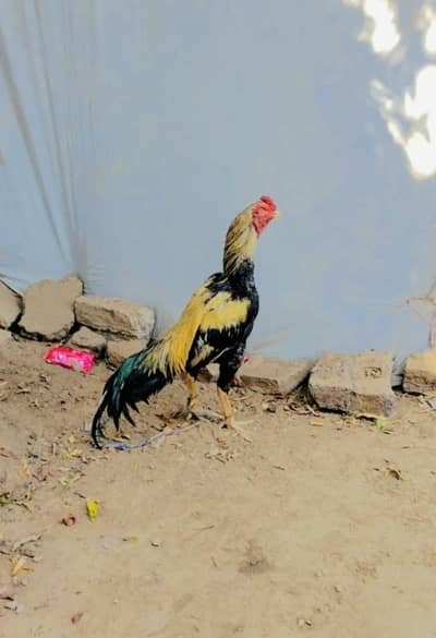 A1 quality Aseel murga