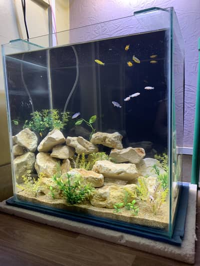 Aquarium with fishes complete setup