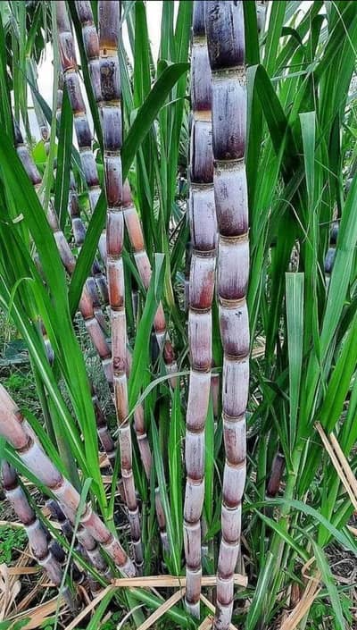 sugarcan (kamad) variety 35 and jhang 59