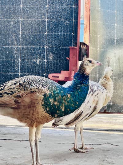 Peacocks forsale