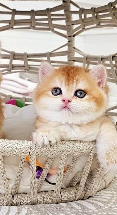 British Shorthair kitten