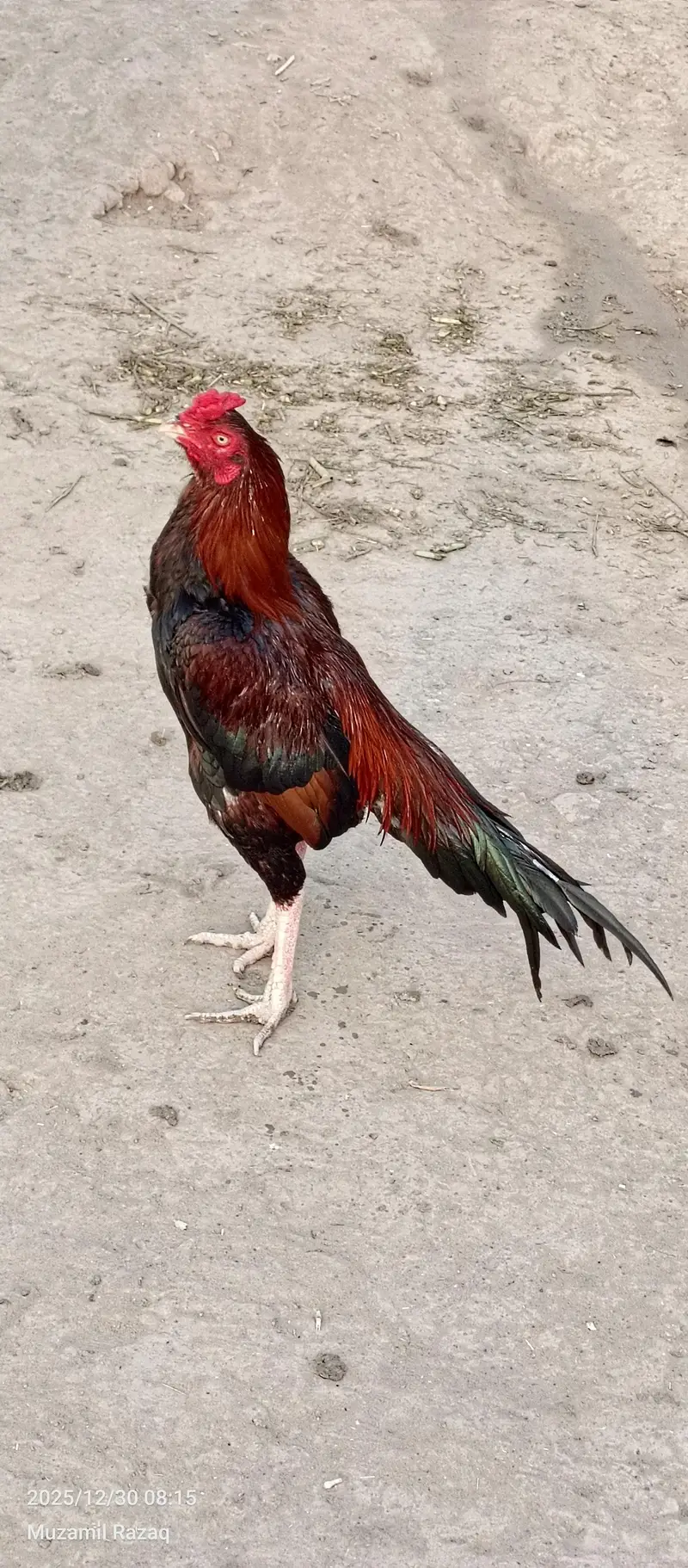 Aseel eggs