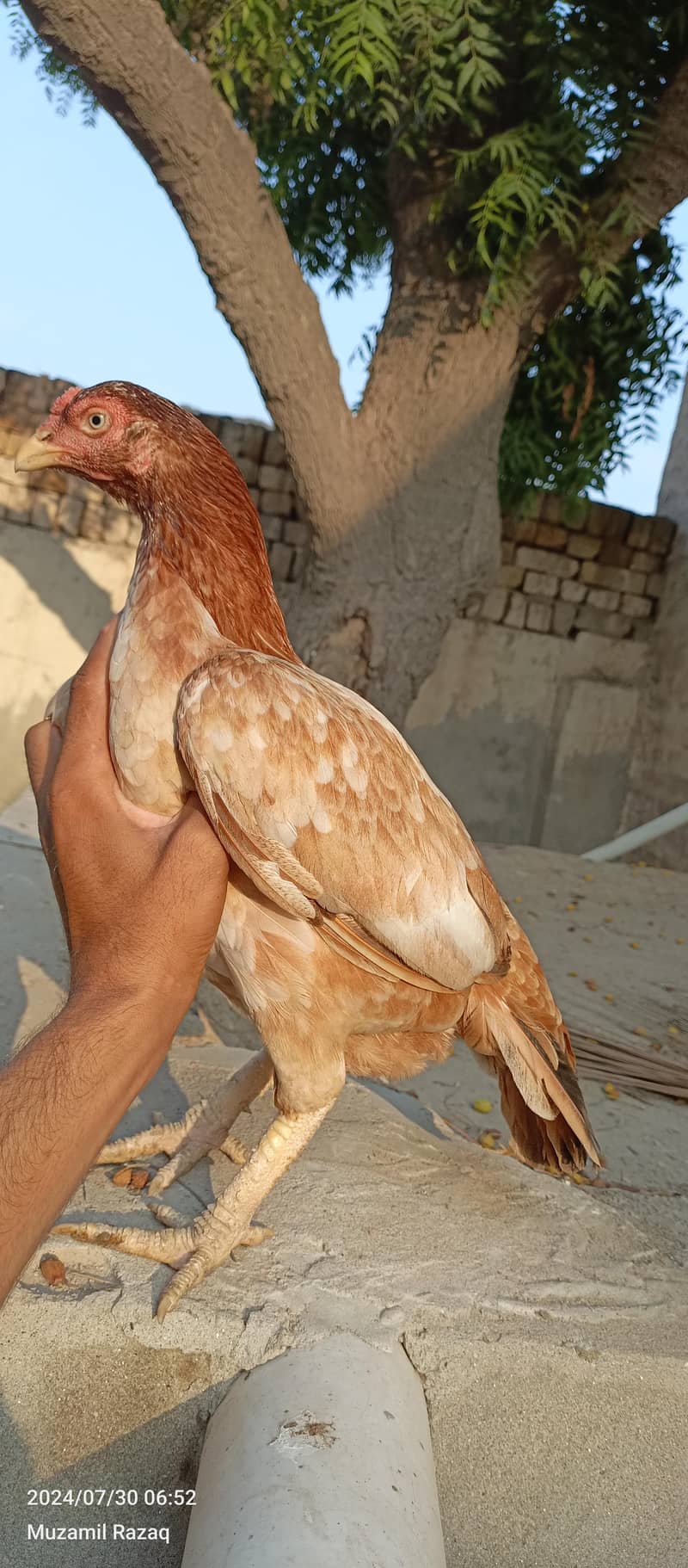 Aseel eggs 2