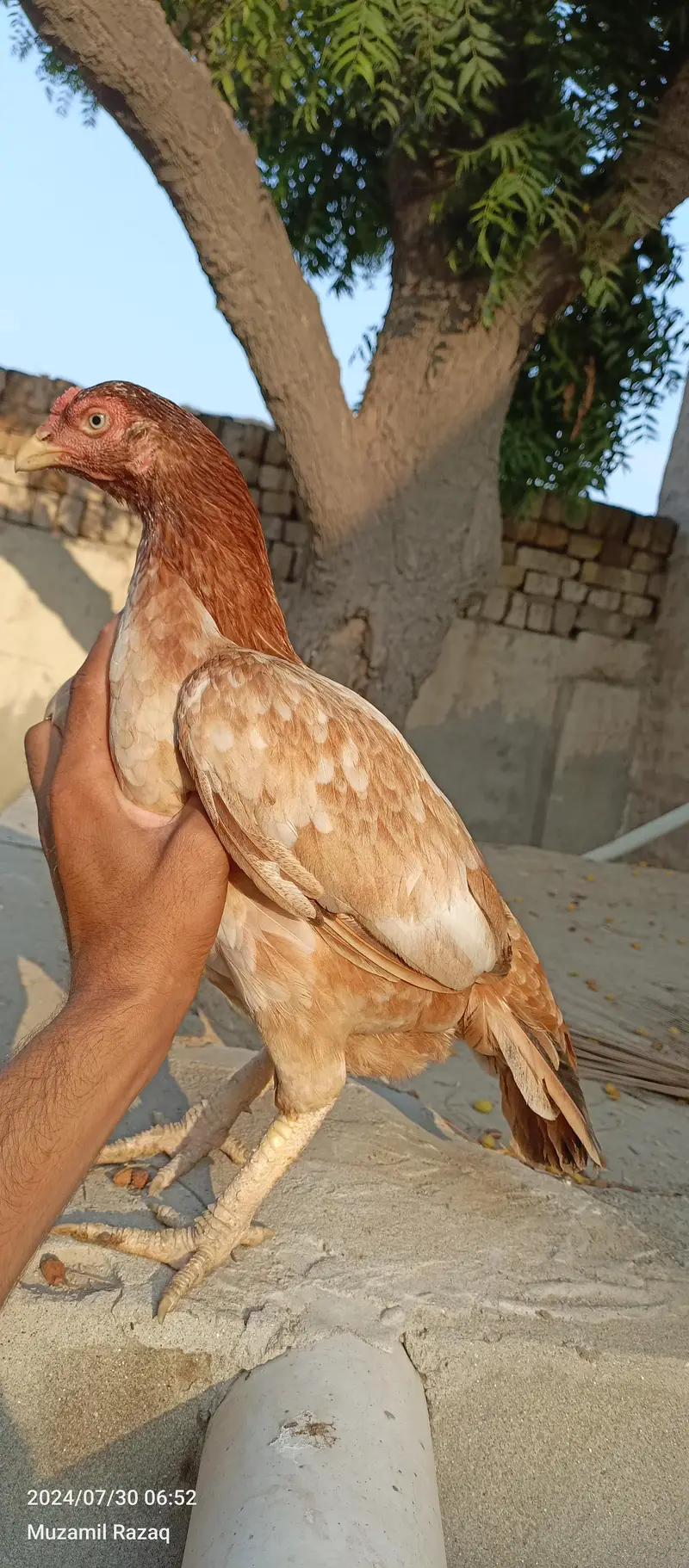 Aseel eggs — photo 3