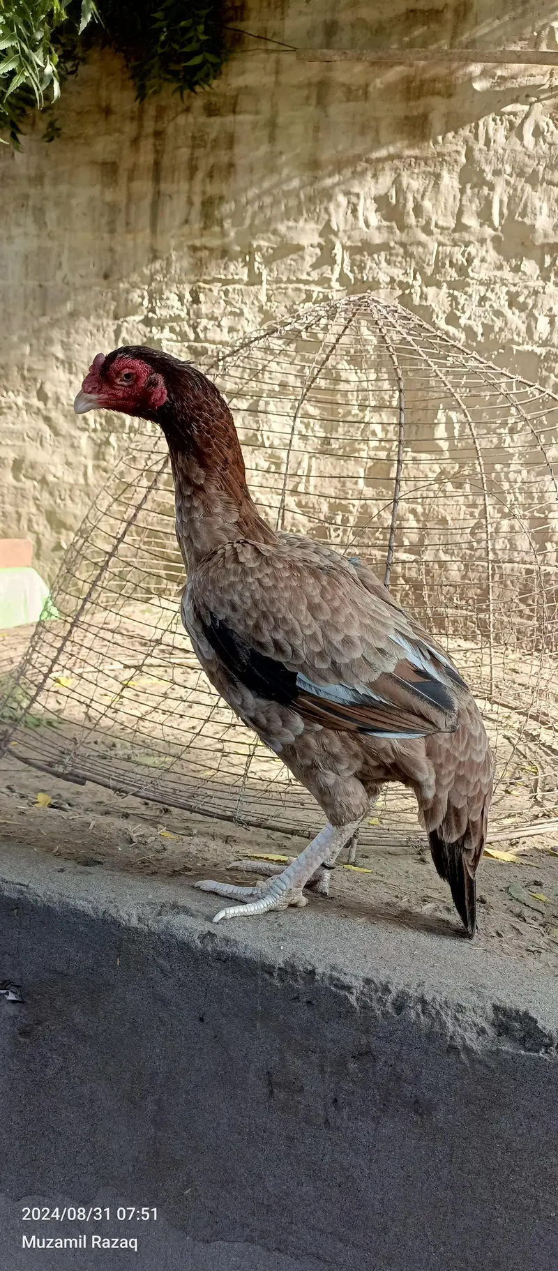 Aseel eggs — photo 4