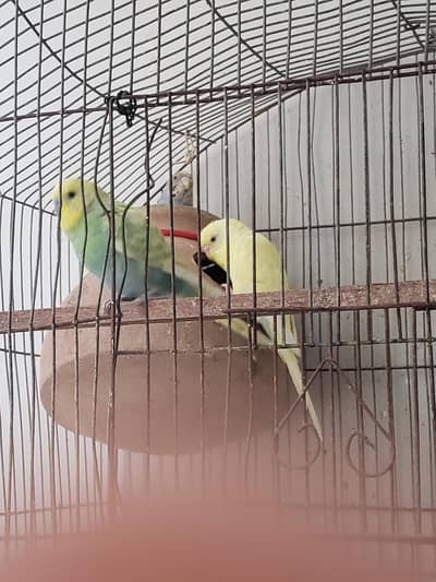 budgie aik pair 1 baby 1 male