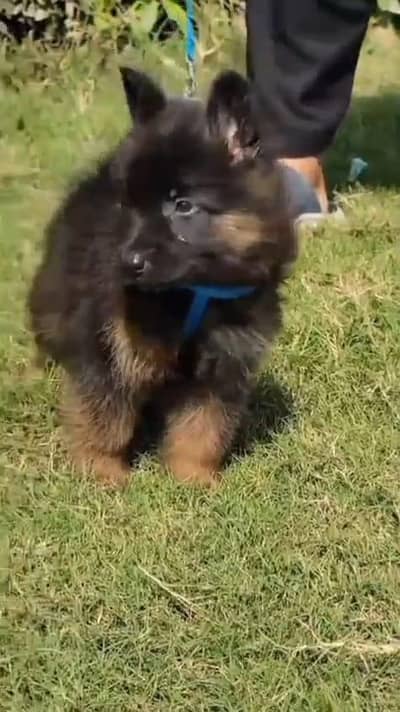 Gurman Shepherd puppy for sale