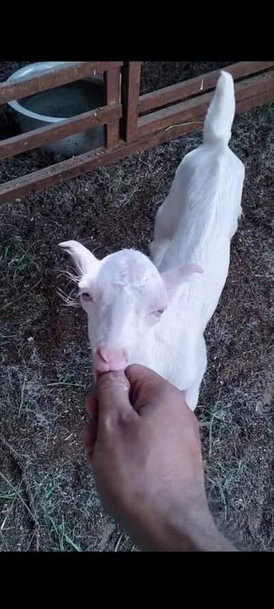 Teddy male kids available