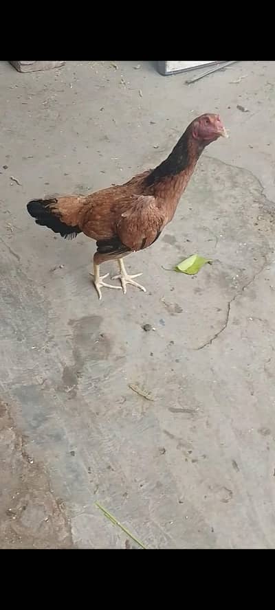 aseel madi | aseel hen | Pakistani aseel | long height murgi