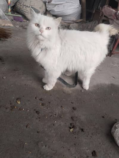 Cat for sale contact number (0326#6052#881)