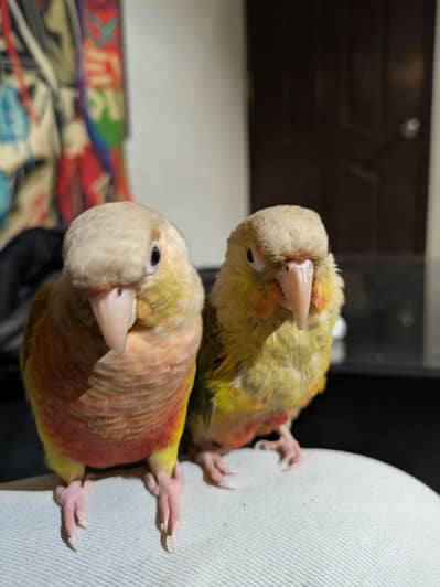 conure hand tame fly tame