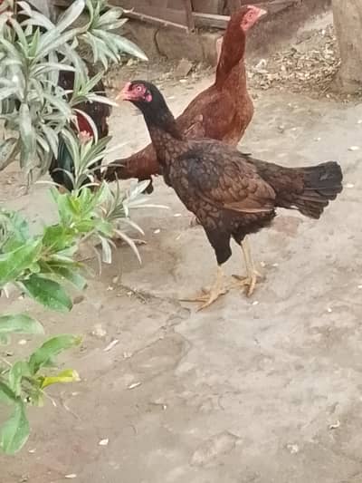 Boht hi nayab kisam ki Madi hai or itni Kam kimat men