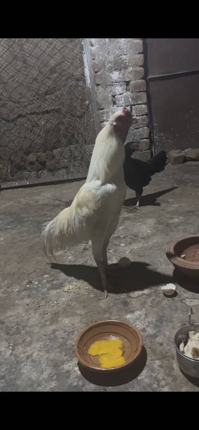 Kana breader pela hera 9