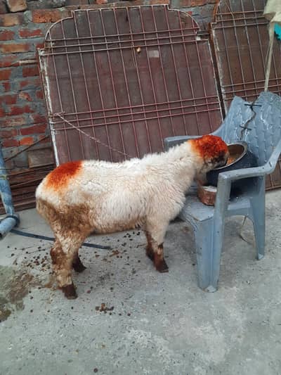 peyore mundra chatra